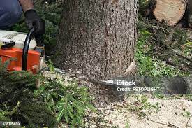 Best Emergency Tree Removal  in Westminster, MD