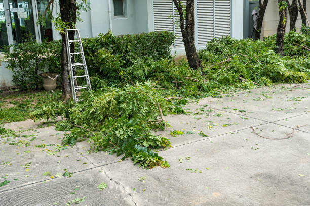 Best Tree Health Inspection  in Westminster, MD