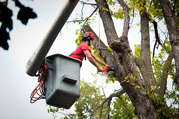 Reliable Westminster, MD Tree Removal Solutions