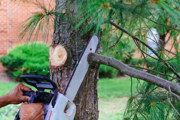Best Tree Cabling and Bracing  in Westminster, MD
